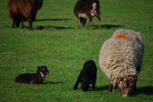 grazing sheep seen at the Ledard Farm Kinlochard Scotland in May