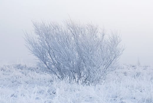 Lonely tree isolated by fog on a cold winter morning