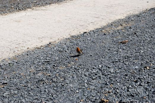 small redbreast on grey pebbles next to a white path