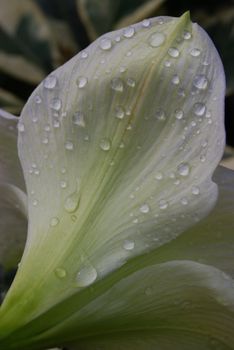 closeup of a white flower petal with waterdrops