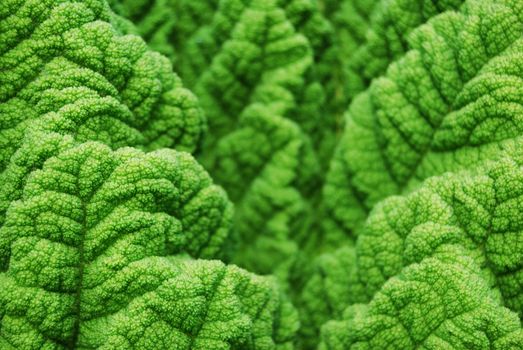 closeup of an interesting structured brightly green leaf with shallow depth of field