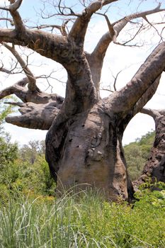 Twisted Tree