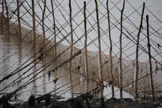 Fishing net seen near Creetown Scotland going out from the beach into the Firth