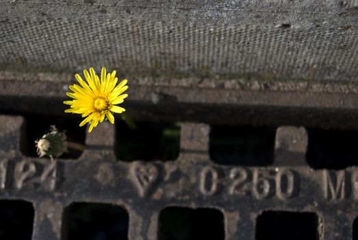 dandelion growing out of a drainage pit in Kelso