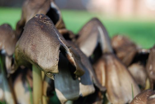 closeup of a patch of fungus on a lawn