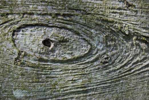 closeup of a tree with a knothole which has a spiderweb inside