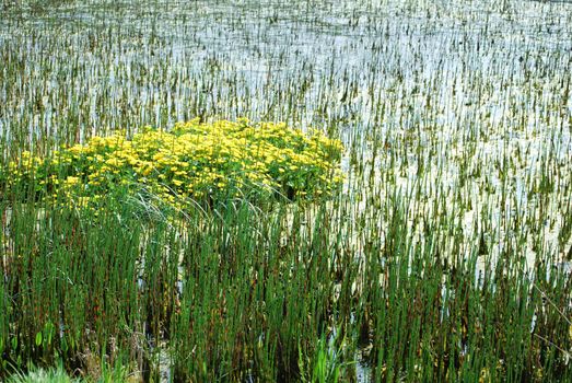 pond at dawn overgrown with grass and reed