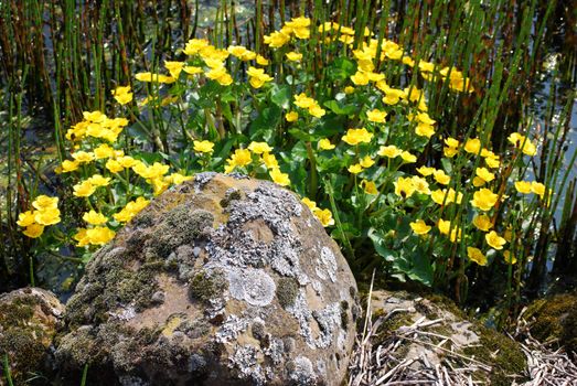 rock patched with moss and yellow waterflowers