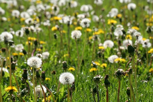 A closeup of a dandelion field.