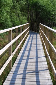 wooden footbridge vanishing into a forest