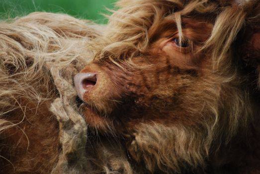 closeup of a male highland calf with typical long hair