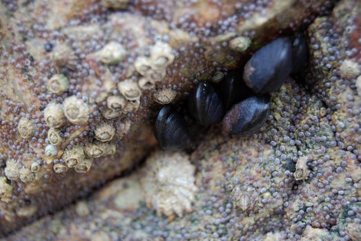 closeup of many shells living on a rock