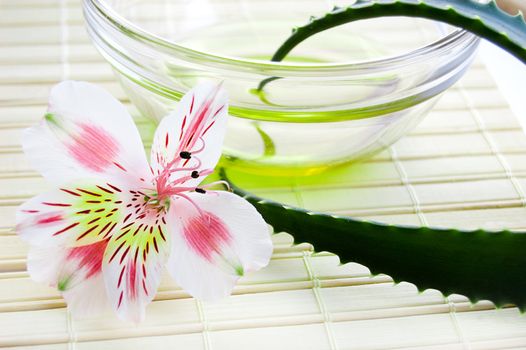 Aloe vera leaf and oil, spa concept