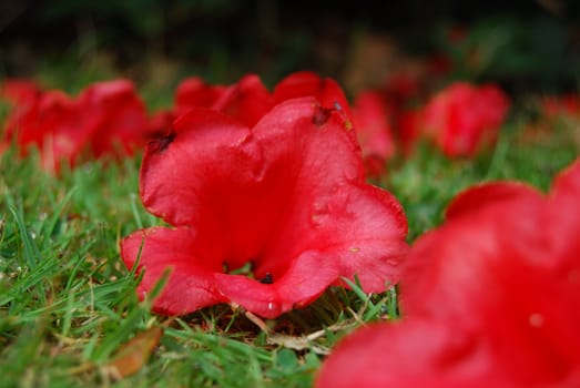 wilted red rhododendron fallen on a lawn
