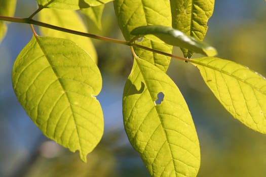 Back lit green beech tree leaves.
