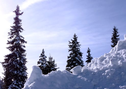 Fir trees in the mountain by beautiful day of winter time