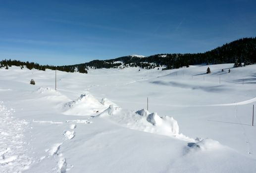 Jura mountain with fir trees by winter