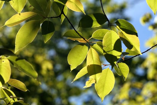 Bright green beech tree leaves.