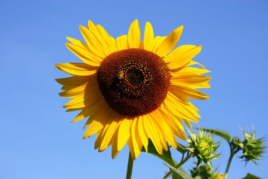 Sunflower with a little bee in front of the sky