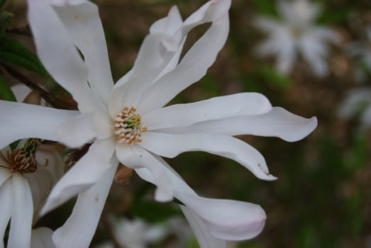 starshaped white magnolia blossom with shallow depth