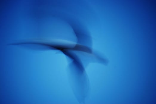 motion blur of a flying seagull at dawn