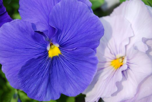 two pansies, a blue pansy and a white one