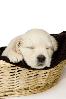 Golden retriever puppy sleeping in a basket on white background