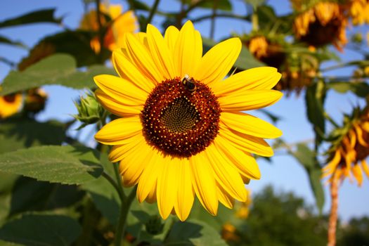 colorful sunflower with a bumble bee