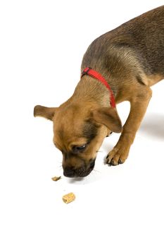 mix of Jack russell and Chihuahua in front of a white background 