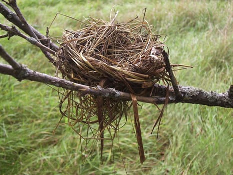 Empty bird nest at the end of summer       