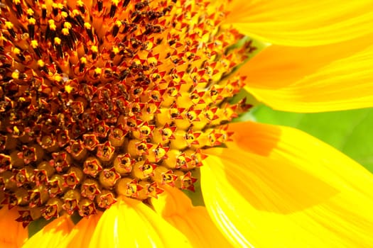 Part of big sunflower, closeup