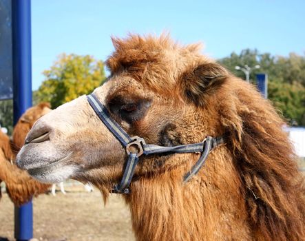 Head of camel, close-up