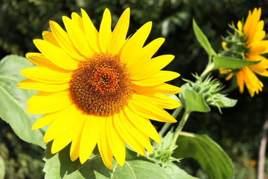 Big yellow sunflower, closeup