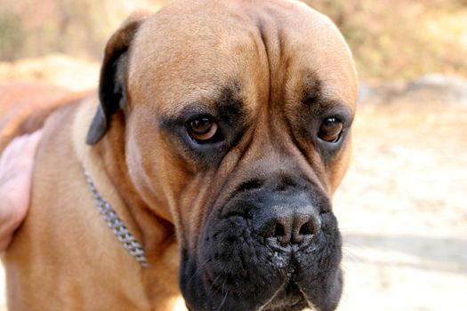 Bull Mastiff, outdoors