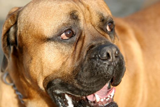 Bull Mastiff, outdoors