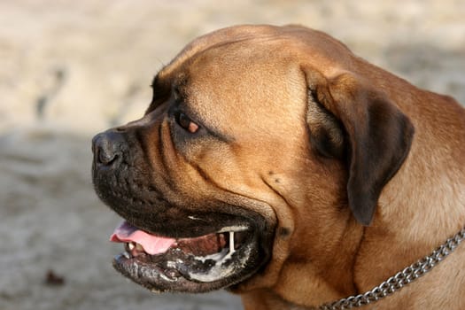 Bull Mastiff, outdoors