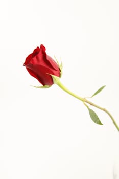 A single stemmed red rose with a white background