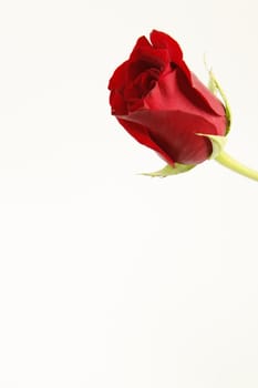 A single stemmed red rose with a white background