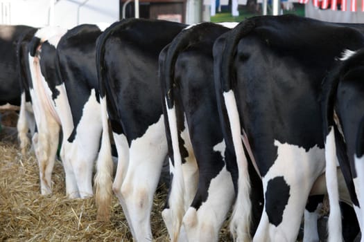 cows in farm