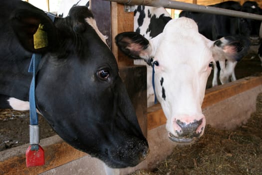 cows in farm