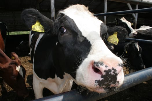 cows in farm