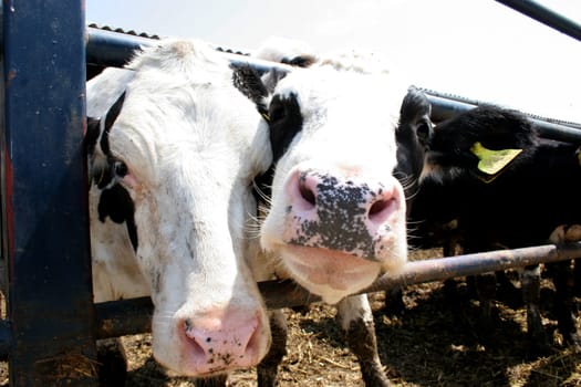 cows in farm