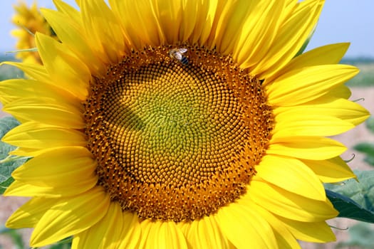 sunflower with bee