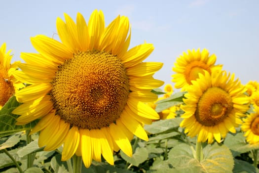 a field of sunflowers