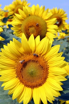 a field of sunflowers