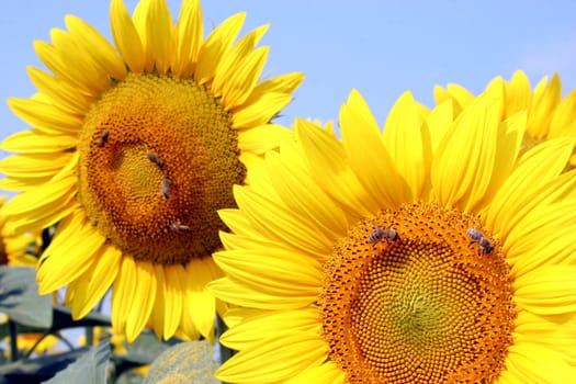 a field of sunflowers