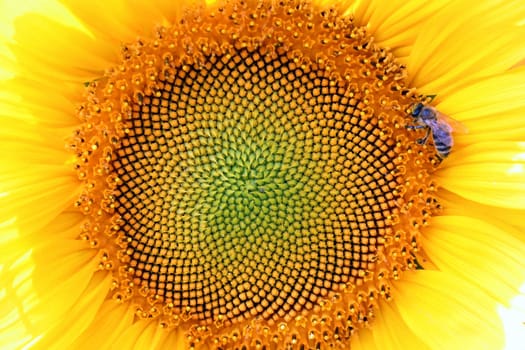 sunflower with bee