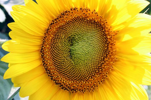 sunflower in closeup