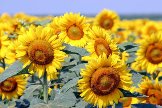 a field of sunflowers