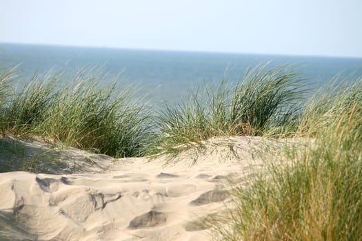 grass on a dune near the sea